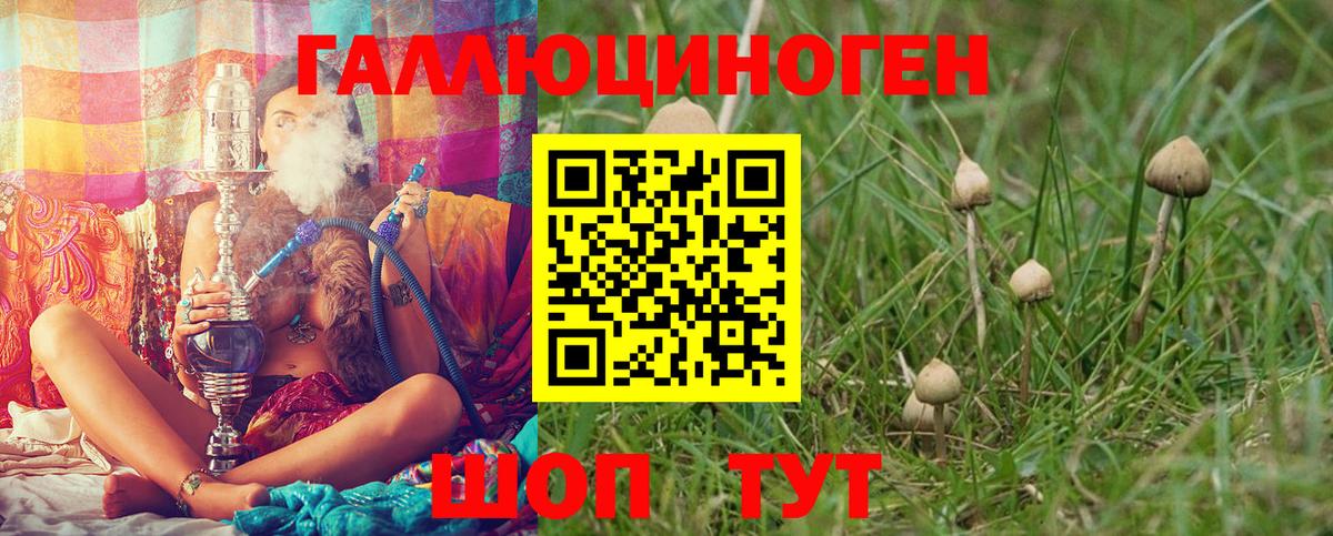 Псилоцибиновые грибы Psilocybine cubensis Кореновск